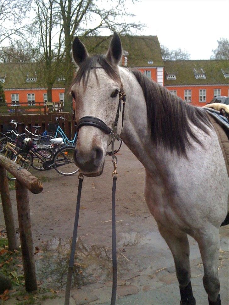 Arabisk fuldblod (OX) Jalle Junior *Halvpart* - igen i hackamore. billede 10