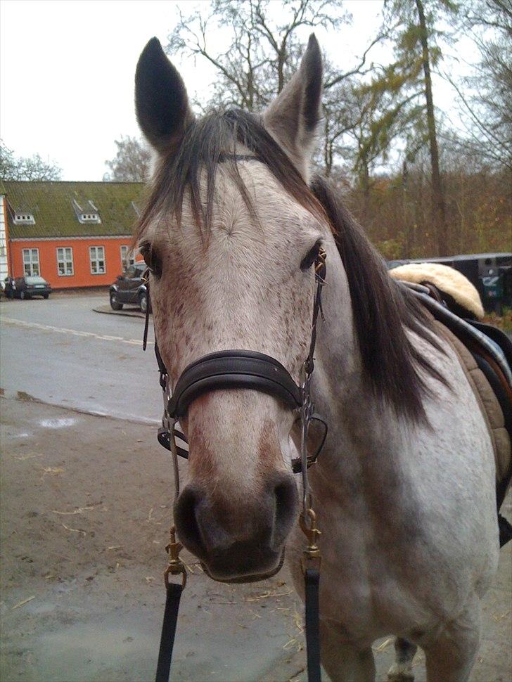 Arabisk fuldblod (OX) Jalle Junior *Halvpart* - :D billede 11