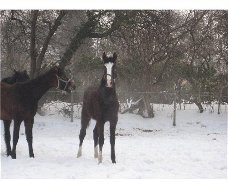 Anden særlig race Cosmo - Cosmo i vinteren 2009 ca 6 mrd gammel billede 20