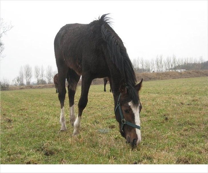 Anden særlig race Cosmo - Cosmo 2009 billede 19