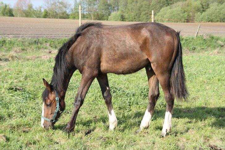 Anden særlig race Cosmo - Det første billede af ham som min hest :-) Virkede så lille og skrøbelig. billede 18