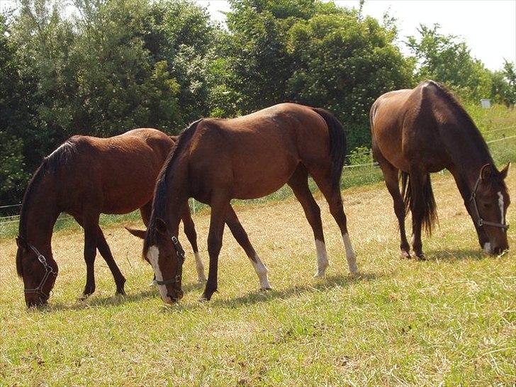 Anden særlig race Cosmo - Cosmo med de to andre dreng i løsdriften, ham til højre var også min. billede 17