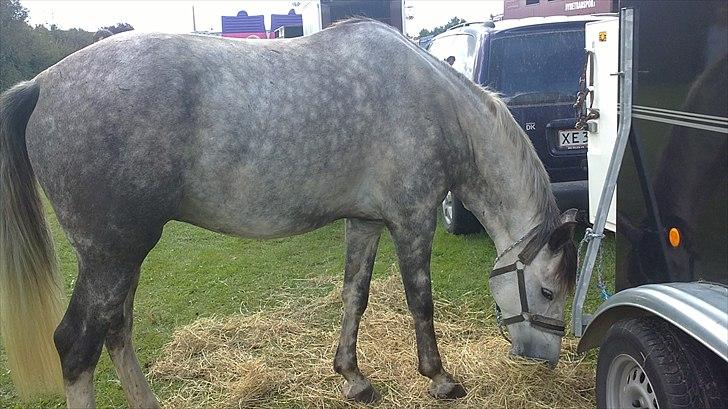 Anden særlig race aslan billede 1