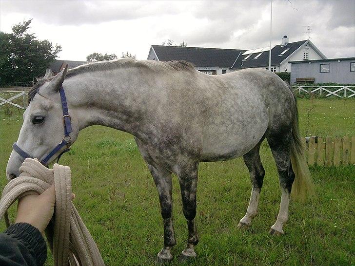 Anden særlig race aslan billede 2