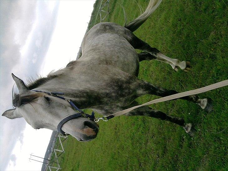 Anden særlig race aslan billede 3