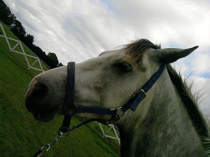 Anden særlig race aslan billede 4