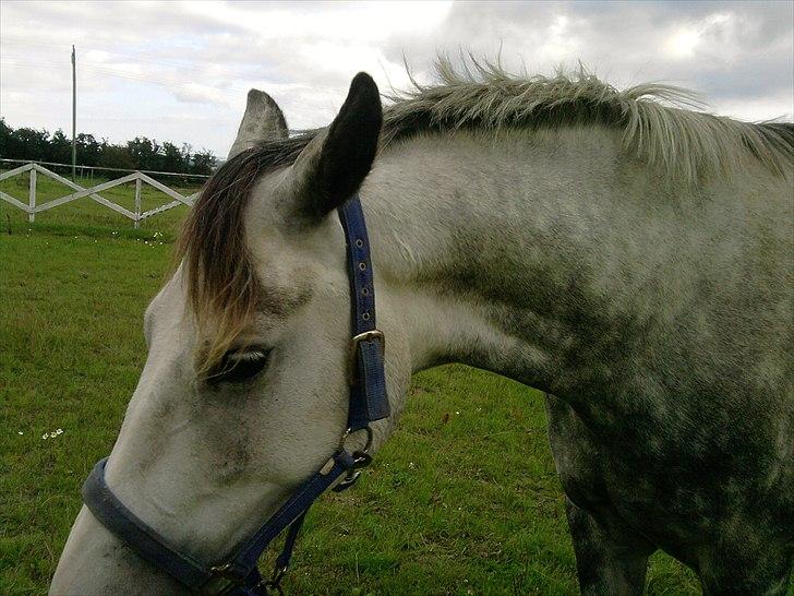 Anden særlig race aslan billede 5