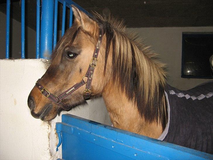 Anden særlig race Bailey <3 - To dage efter jeg har fået hende hjem :D<3 |Foto:Mor| billede 7