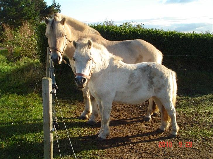 Anden særlig race Laban - kjeldsen & Laban billede 5