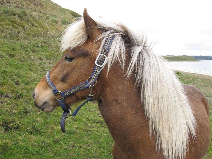 Islænder Stássa fra Søgård billede 2