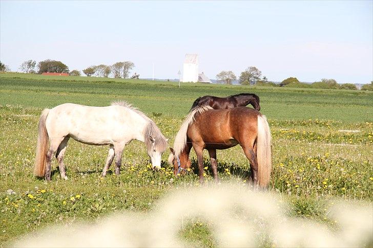 Islænder Stássa fra Søgård billede 3
