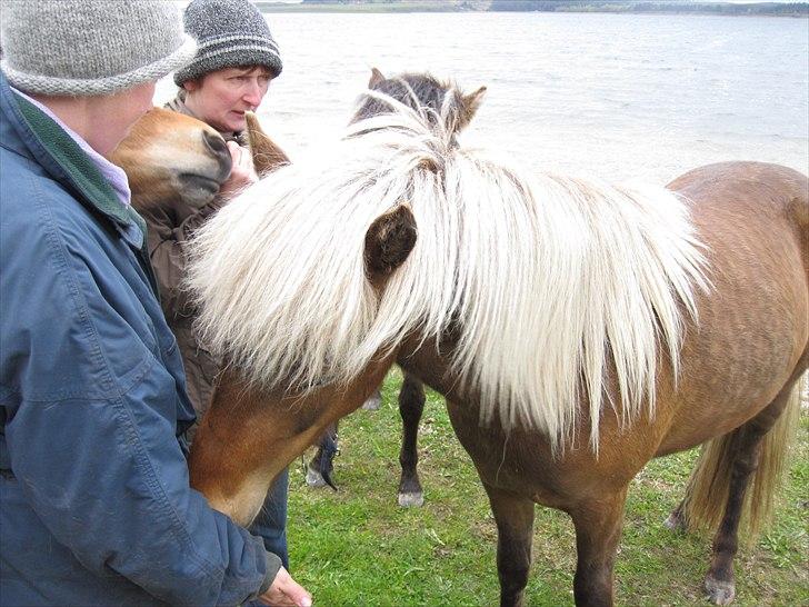 Islænder Stássa fra Søgård billede 4