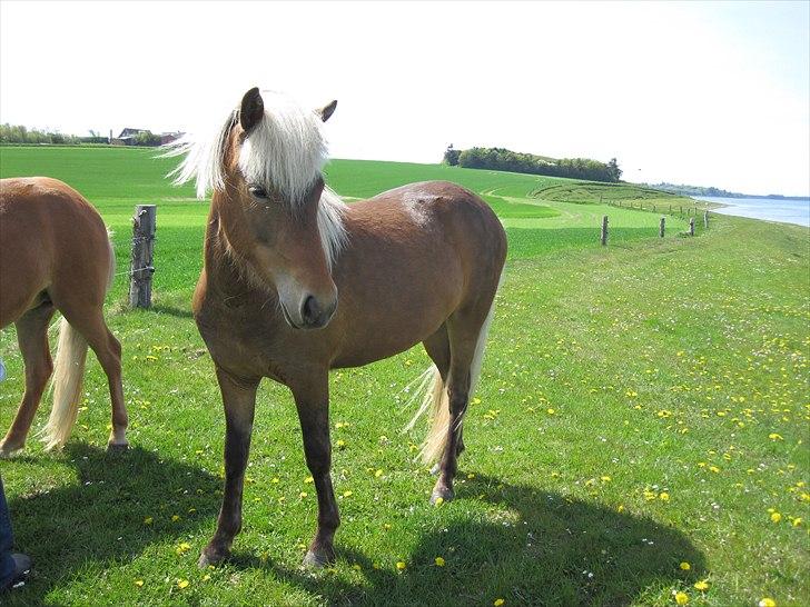 Islænder Stássa fra Søgård billede 5