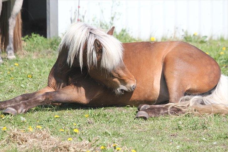 Islænder Stássa fra Søgård billede 6