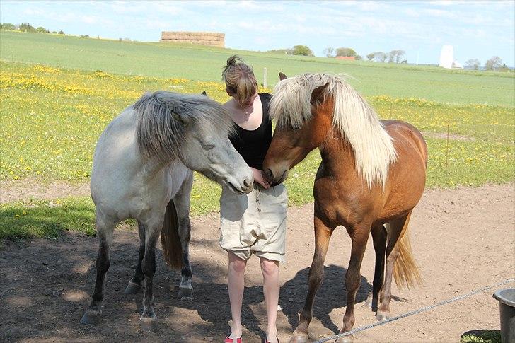 Islænder Stássa fra Søgård billede 7