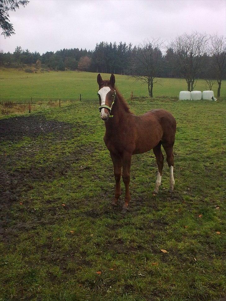 Dansk Varmblod trindbjerggårds lapazio billede 14
