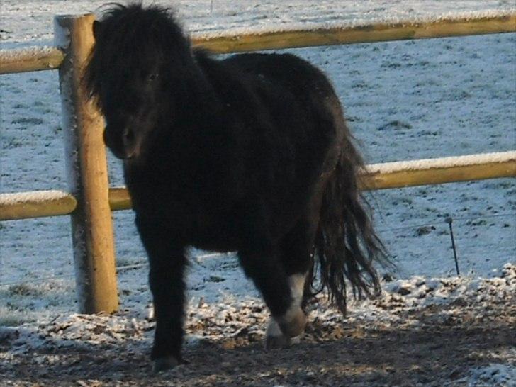 Shetlænder Felix ... - felix ude i den kolde sne  billede 12