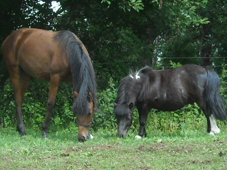 Shetlænder Felix ... - lia og felix er bare så søde billede 13