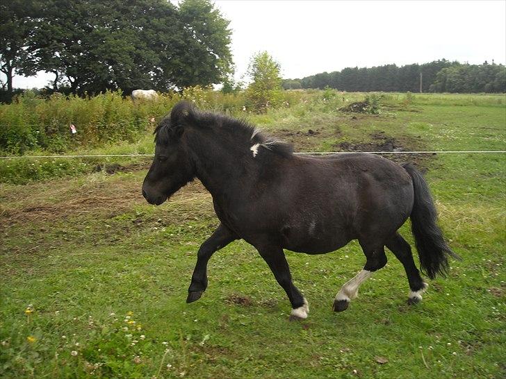 Shetlænder Felix ... - felix løber væk han gider ikke have at jeg tager billeder billede 14