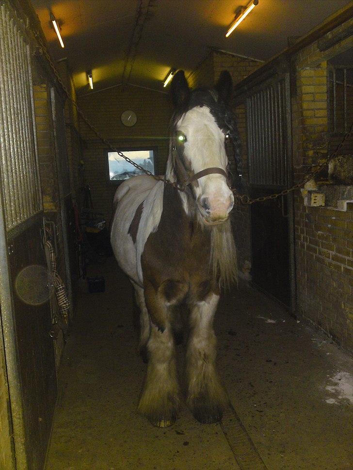 Irish Cob Willow ER FLYTTET billede 8