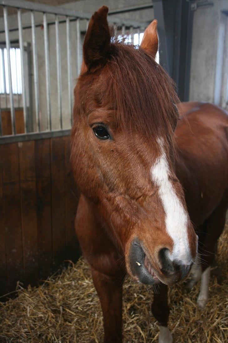 Anden særlig race Diablo (gammel part) - Kan man andet end at elske denne pony billede 11