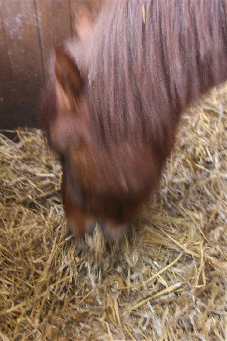 Anden særlig race Diablo (gammel part) - Der skal jo også være tid til at spise:-) billede 12