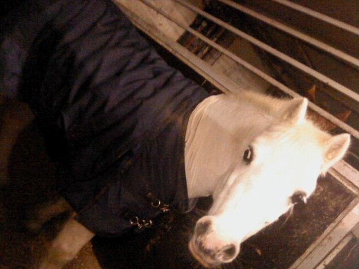 Welsh Mountain (sec A) Fakla Admiral  ;(solgt): billede 9