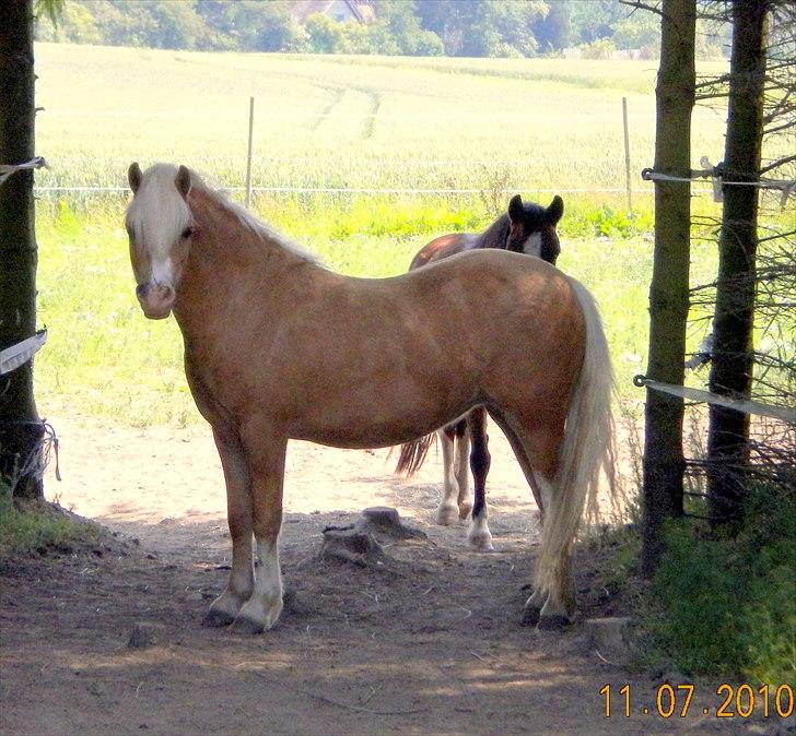 Welsh Mountain (sec A) Englykke´s Dior - Dior sommeren 2010 billede 16