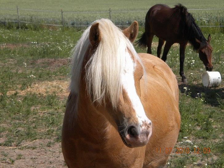 Welsh Mountain (sec A) Englykke´s Dior - Dior´s smukke hoved sommeren 2010 billede 17