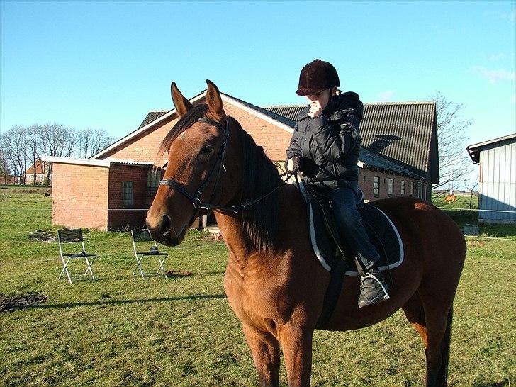 Anden særlig race Star - Når næsen klør ber man da bare hesten om at stå... Hun er her redet under 30gange... billede 19