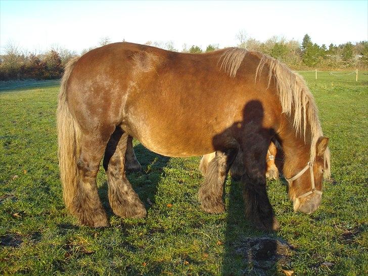 Jyde Dawn Af Aggersgård RIP - 8 måneder henne ca billede 15