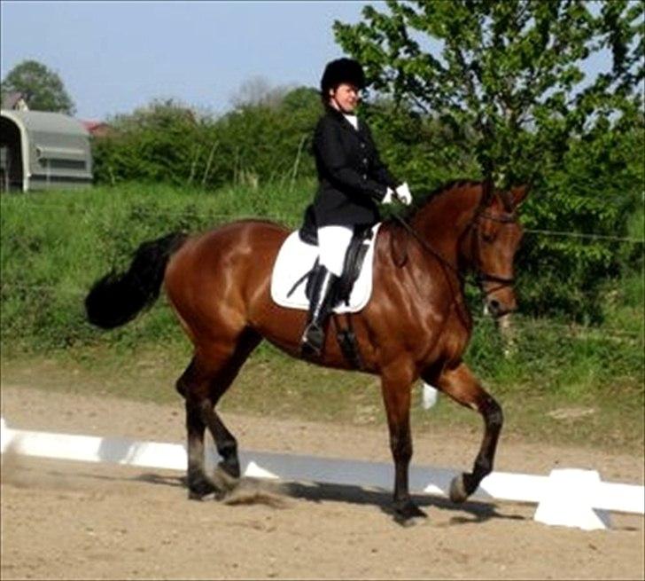 Dansk Varmblod Tatiana (Vildkat) - stævne i Broager :D billede 5