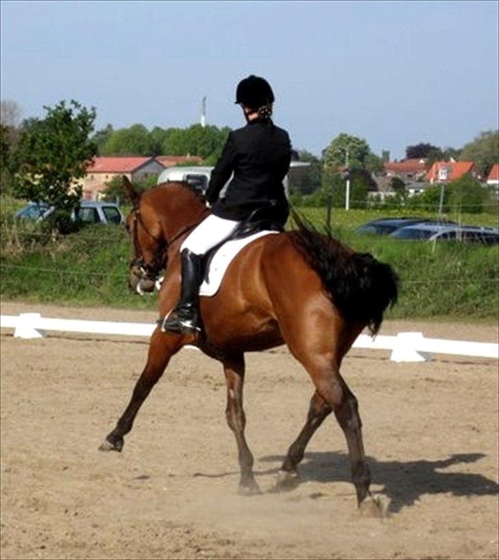 Dansk Varmblod Tatiana (Vildkat) - stævne i Broager <3 billede 6