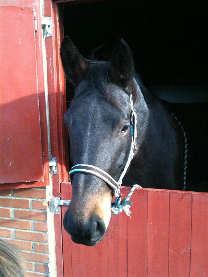 Oldenborg odessa billede 16