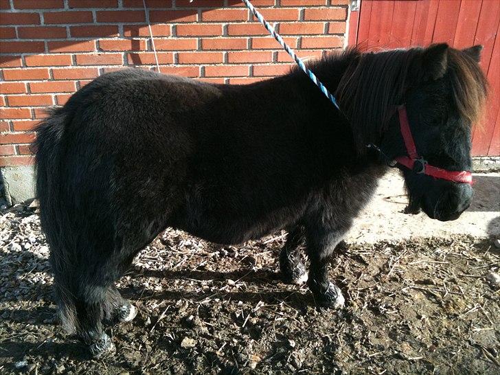 Shetlænder mille billede 6