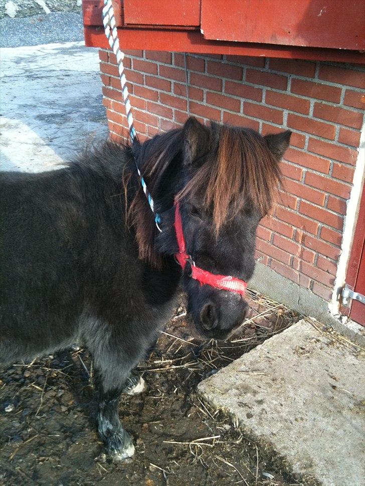 Shetlænder mille billede 7