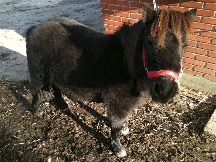 Shetlænder mille billede 8