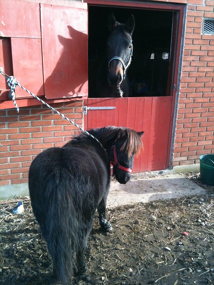 Shetlænder mille billede 9