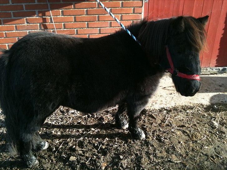 Shetlænder mille billede 10