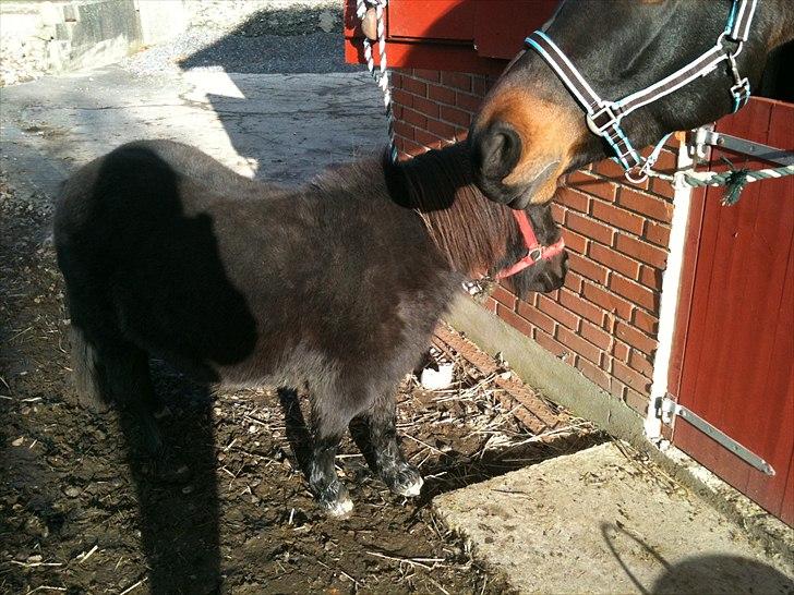 Shetlænder mille billede 11