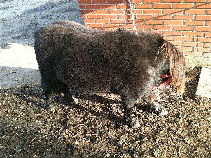 Shetlænder mille billede 12