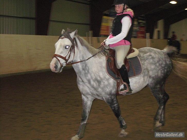 Anden særlig race Blue Bell :D<3 - Jegelskerdig! billede 8