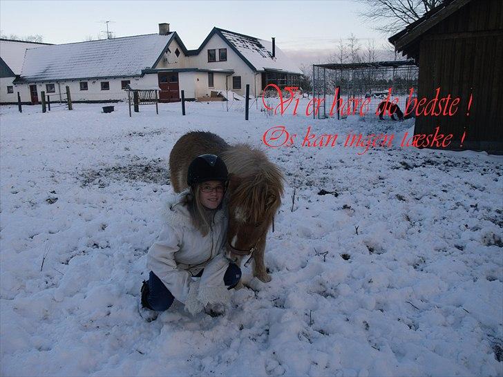 Shetlænder Østergårdens Sweet Sugar - vi er bare de bedste! os kan ingen tæske! billede 13