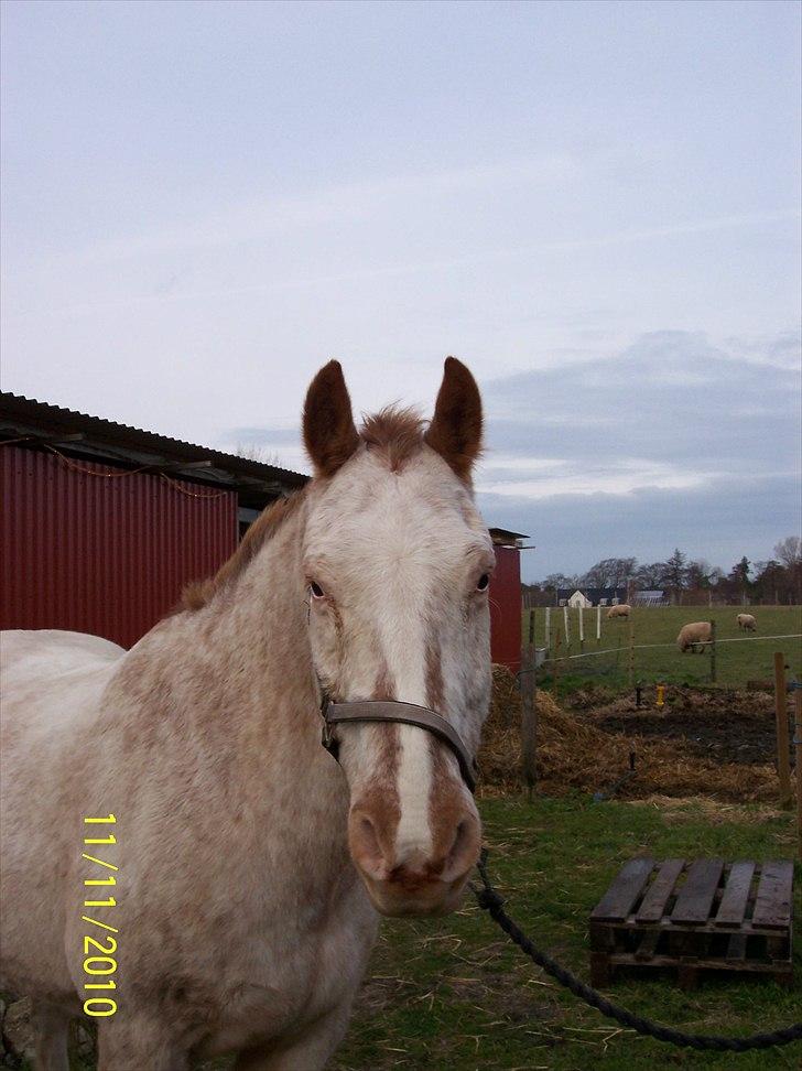 Knabstrupper Napoleon ( 25+ )  billede 7
