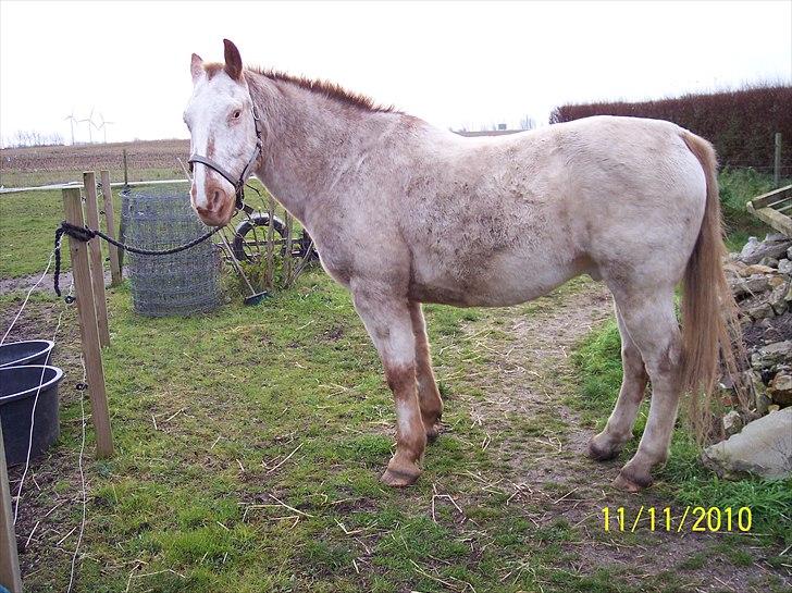 Knabstrupper Napoleon ( 25+ )  billede 8