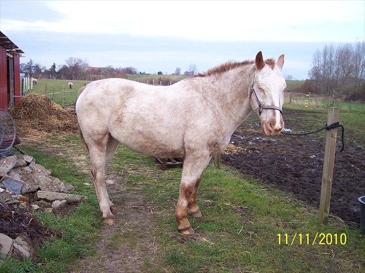 Knabstrupper Napoleon ( 25+ )  billede 9