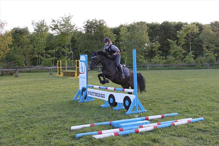 New Forest Hamborgs dahlia - Springning  billede 11