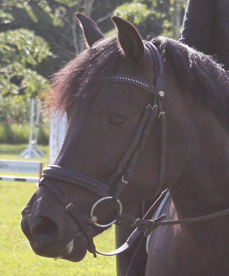 New Forest Hamborgs dahlia - Øver lige bane og Dalle er som altid fotogen.   billede 7