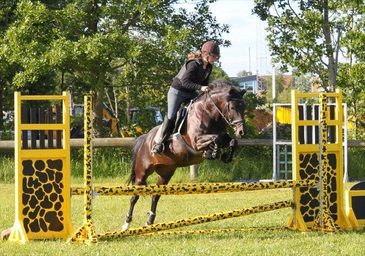New Forest Hamborgs dahlia - Springning.  billede 12
