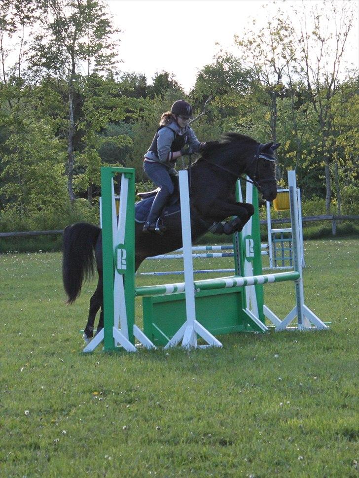 New Forest Hamborgs dahlia - Springning billede 10